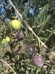 olives on the vine