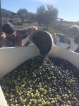 750 pounds of olives!
